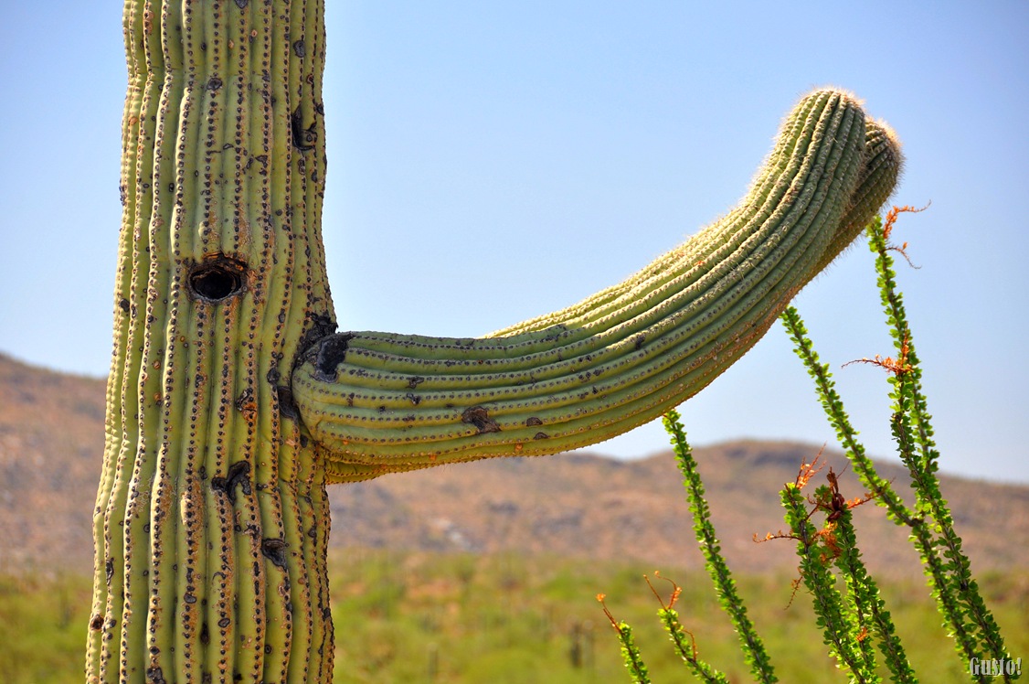 [4. Cactus close up[7].jpg]