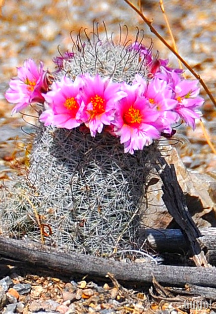 [10. Pincushion cactus[8].jpg]
