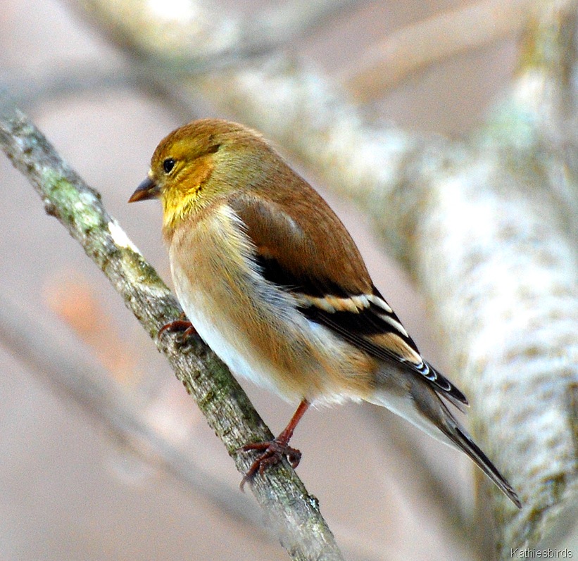 [1. Goldfinch katiesbirds[4].jpg]