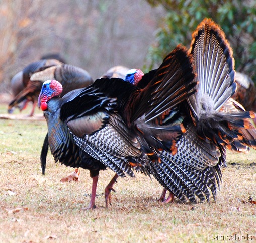 4. Wild turkeys_kathiesbirds