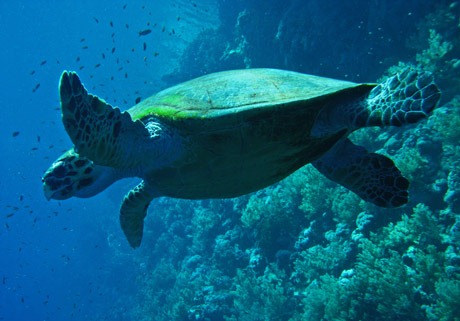 turtle - سلحفاة تعيش في الماء - ترسة