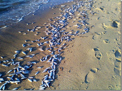أسماك ميتة علي احد الشواطئ - صورة أرشيفية