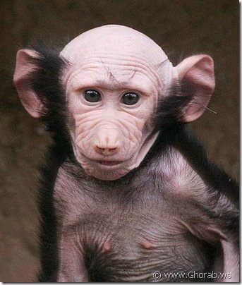 baboon suffers from some genetic disorder where its face hair is missing