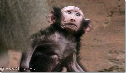 Monkey suffers from hair problems