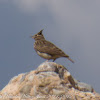 Crested Lark; Cogujada Común