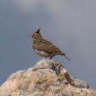 Crested Lark; Cogujada Común