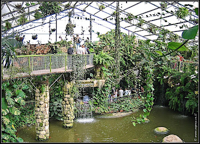 Orchids garden - Utopia