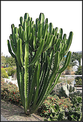 Orchids garden - Utopia