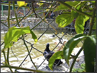 Orchids garden - Utopia