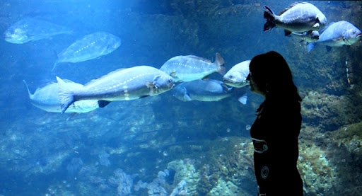 Aquarium.JPG