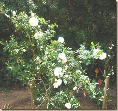 ruusut valkoiset
