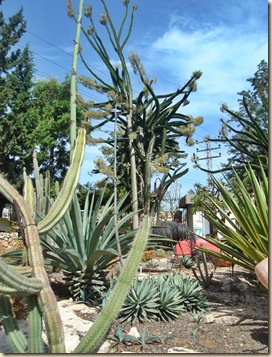 Kaktuspuisto