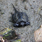 Common Snapping Turtle (hatchling)