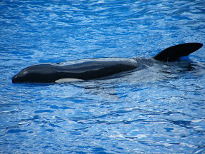 090 - Espectáculo de las orcas.JPG