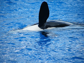 091 - Espectáculo de las orcas.JPG