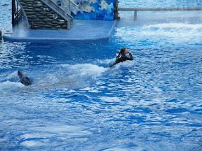 109 - Espectáculo de las orcas.JPG