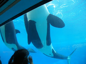 130 - Orcas.JPG