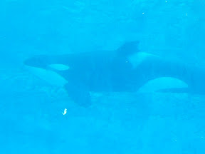 143 - Orcas.JPG
