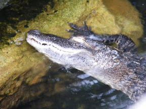 261 - Alligator.JPG