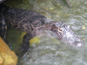 262 - Alligator.JPG