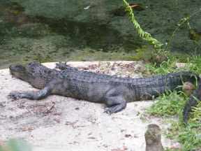 265 - Alligator.JPG