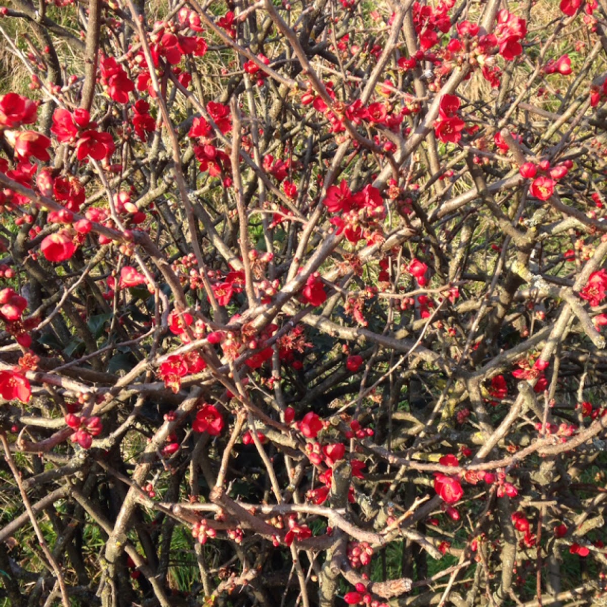 Chaenomeles (flowering quince)