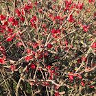 Chaenomeles (flowering quince)