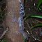 Graceful Madagascar Ground Gecko
