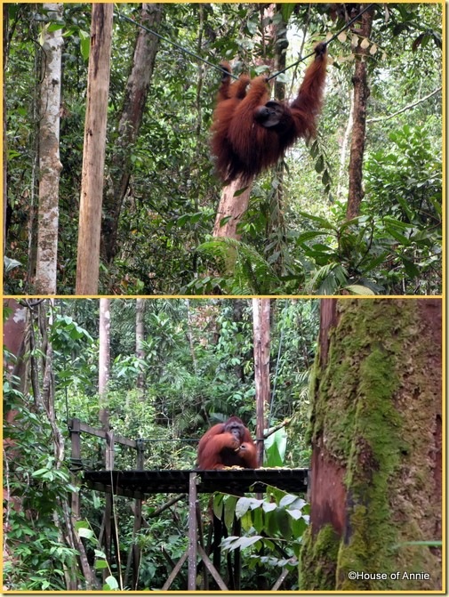 Semenggoh Alpha Male Orangutan 2