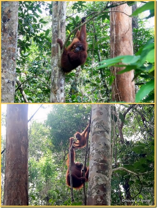 Semenggoh mother and infant orangutan 3