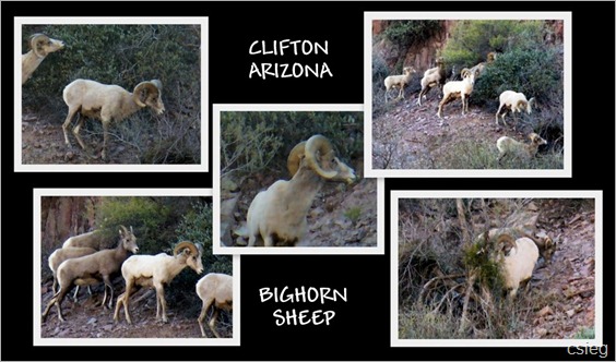 Clifton BH SHEEP