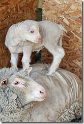 New lambs 013