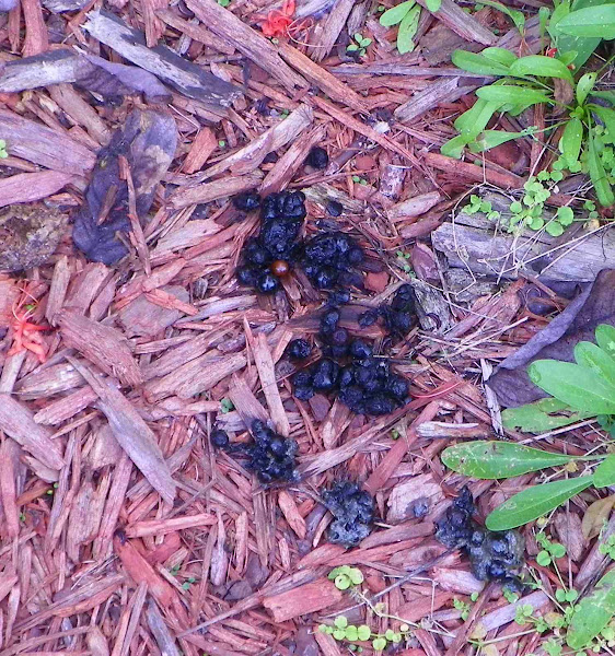 Raccoon Scat Project Noah