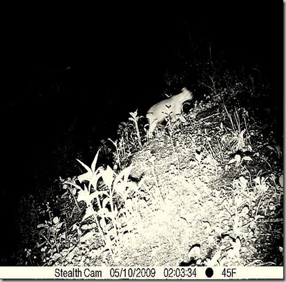 deer cam upper trail may 14 450