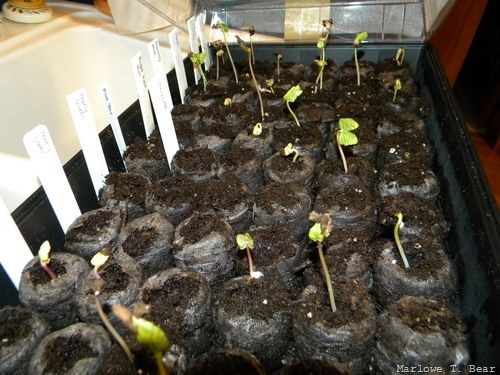 [tn_2010-03-14 Seedlings for my Garden (8)[4].jpg]