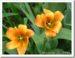 tn_2010-04-15 Tulips (6)