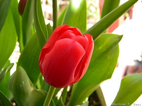 [tn_2010-04-27 Tulips (5)[4].jpg]