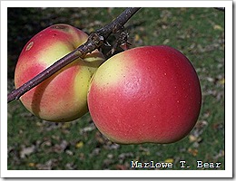 tn_2009-11-01 Apples (6)