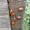7 spot ladybird beetle