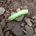 Rosy Maple Moth, caterpillar