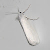White Concealer Moth