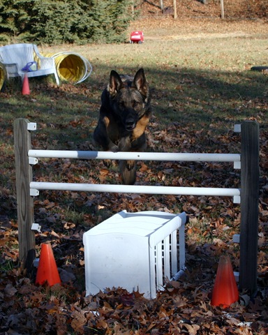 [2009.11.17 Dogs in Yard-3[6].jpg]