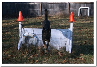 2009.11.17 Dogs in Yard-6