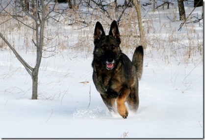 2011.1.28 Brita.Jake snow dogs-14a