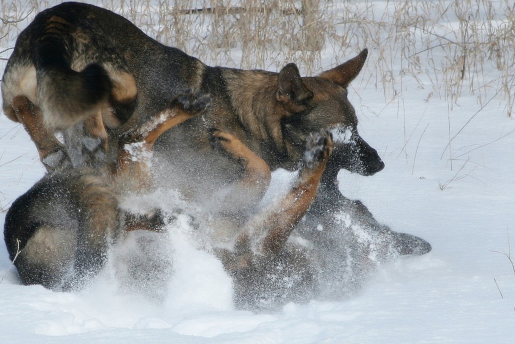 [2011.1.28 Brita.Jake snow dogs-17[7].jpg]