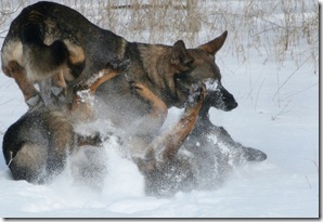 2011.1.28 Brita.Jake snow dogs-17