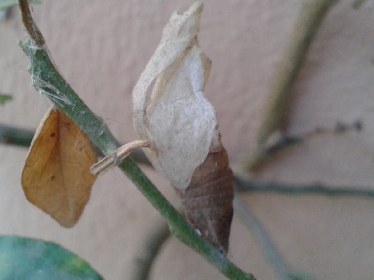 Abandoned butterfly pupa