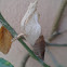Abandoned butterfly pupa
