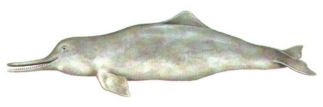 River Dolphin And Porpoises Whitefin Dolphin