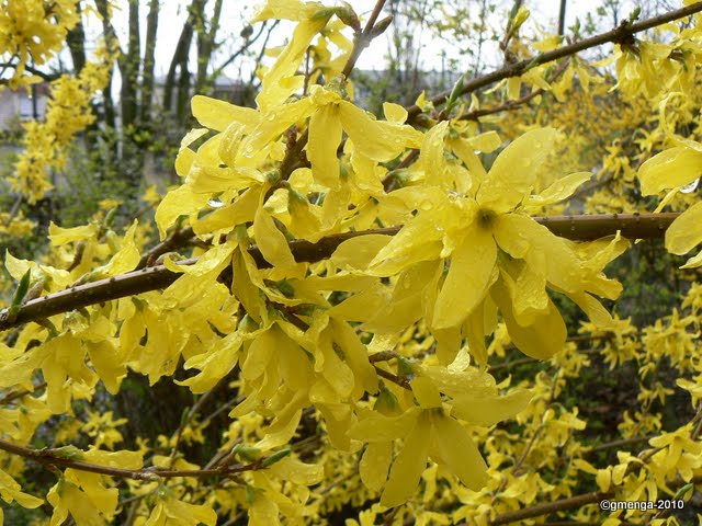Nos Arbres Et Arbustes Qui Annoncent Le Printemps Voir L